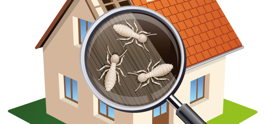 DIAGNOSTIC TERMITES